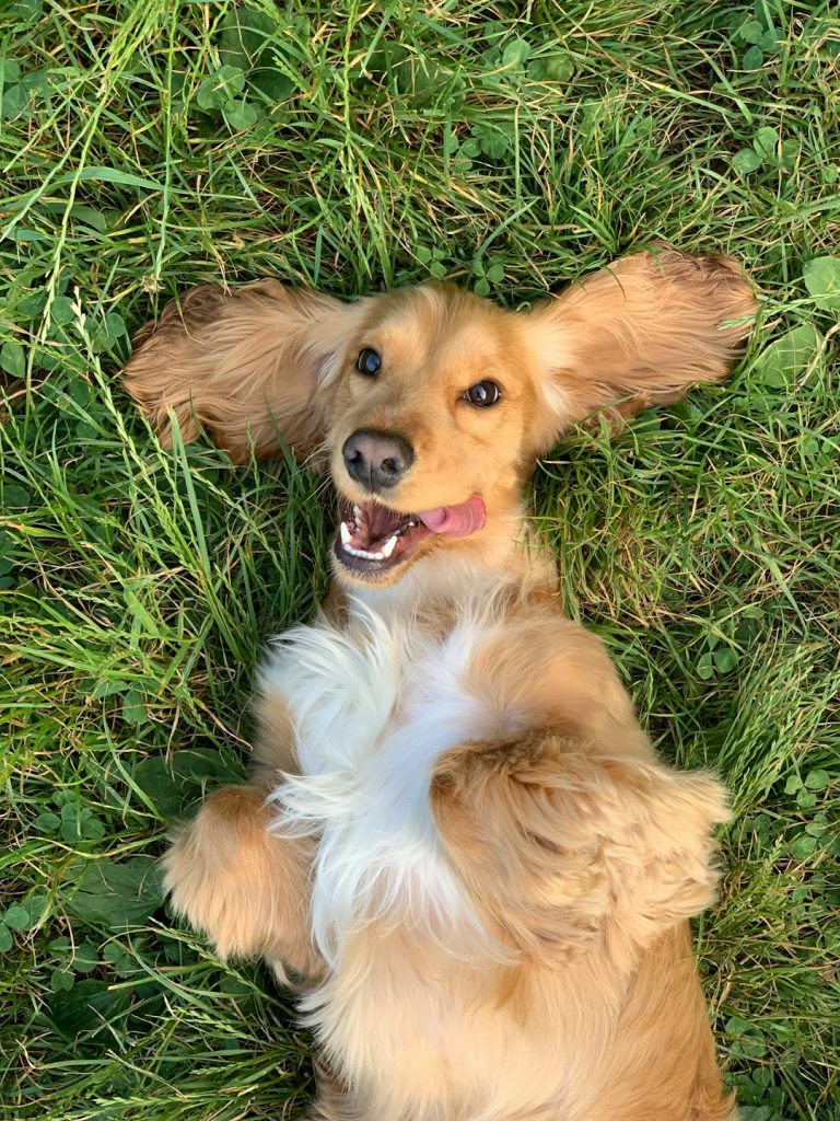 brown-and-white-long-coated-small-dog-lying-on-green-grass-g8cb8hy3yvu