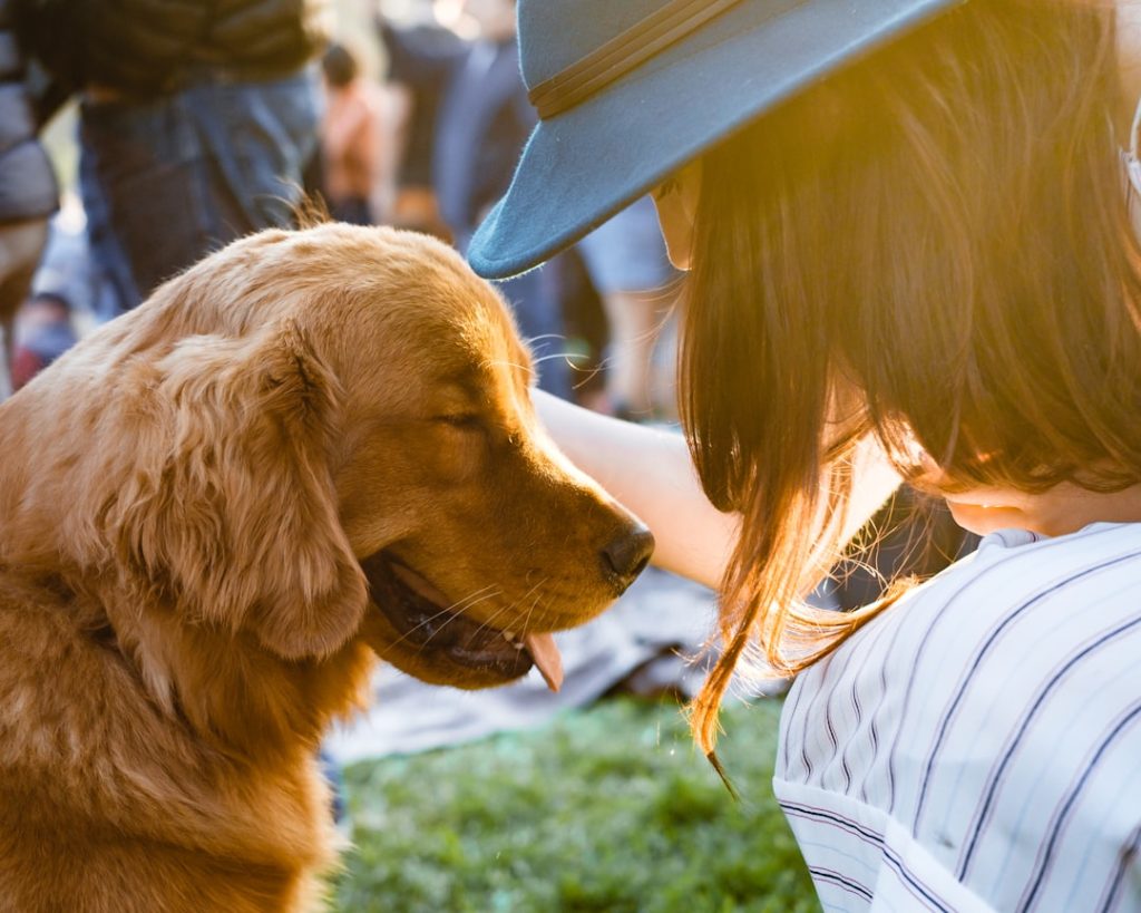 closeup-photography-of-woman-holding-adult-golden-retriever-swkkiitjmyc