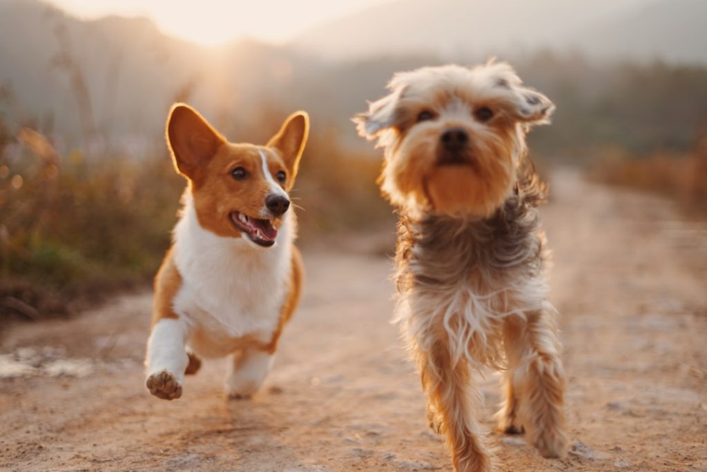 two-brown-and-white-dogs-running-dirt-road-during-daytime-t-0ew-sebse